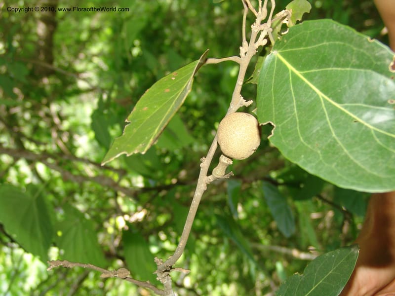 Morisonia americana, R. Ramirez D., xx--MX. Jalisco. Res. Las Joyas, La Manzanilla. 1 Aug 2007. 112 (9).jpg