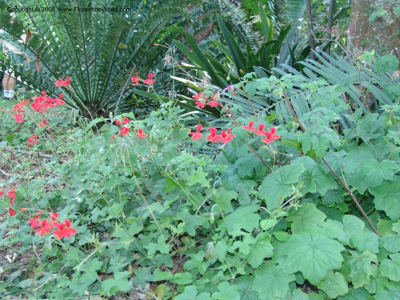 Pelargonium tongaense-- So. Africa. Lowveld Nat. Bot. Gard. 14 Mch 05. 036.jpg