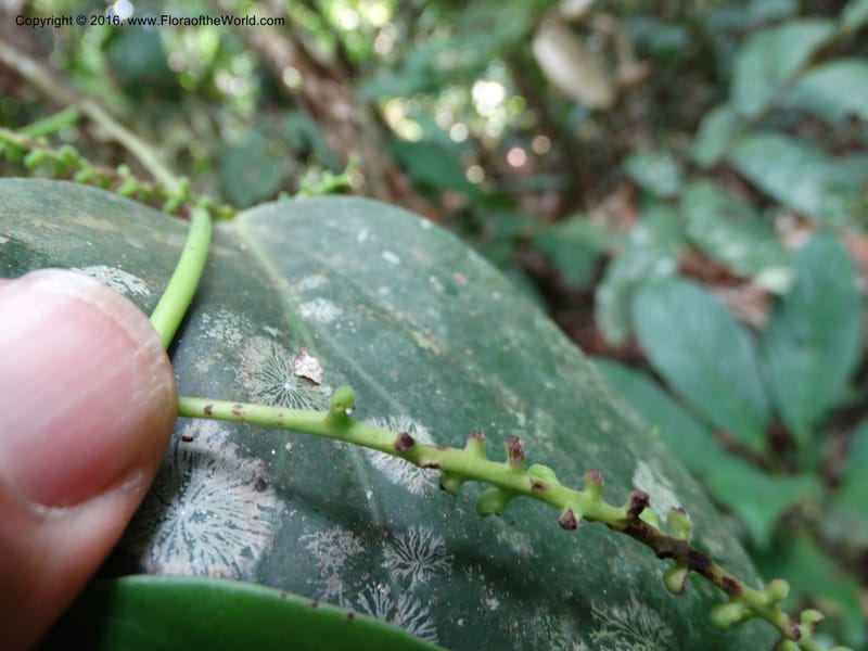 Piper, Davidson, C 12675--Sabah. Danum Valley. 4 Oct 2014. DSC01741 (227).JPG