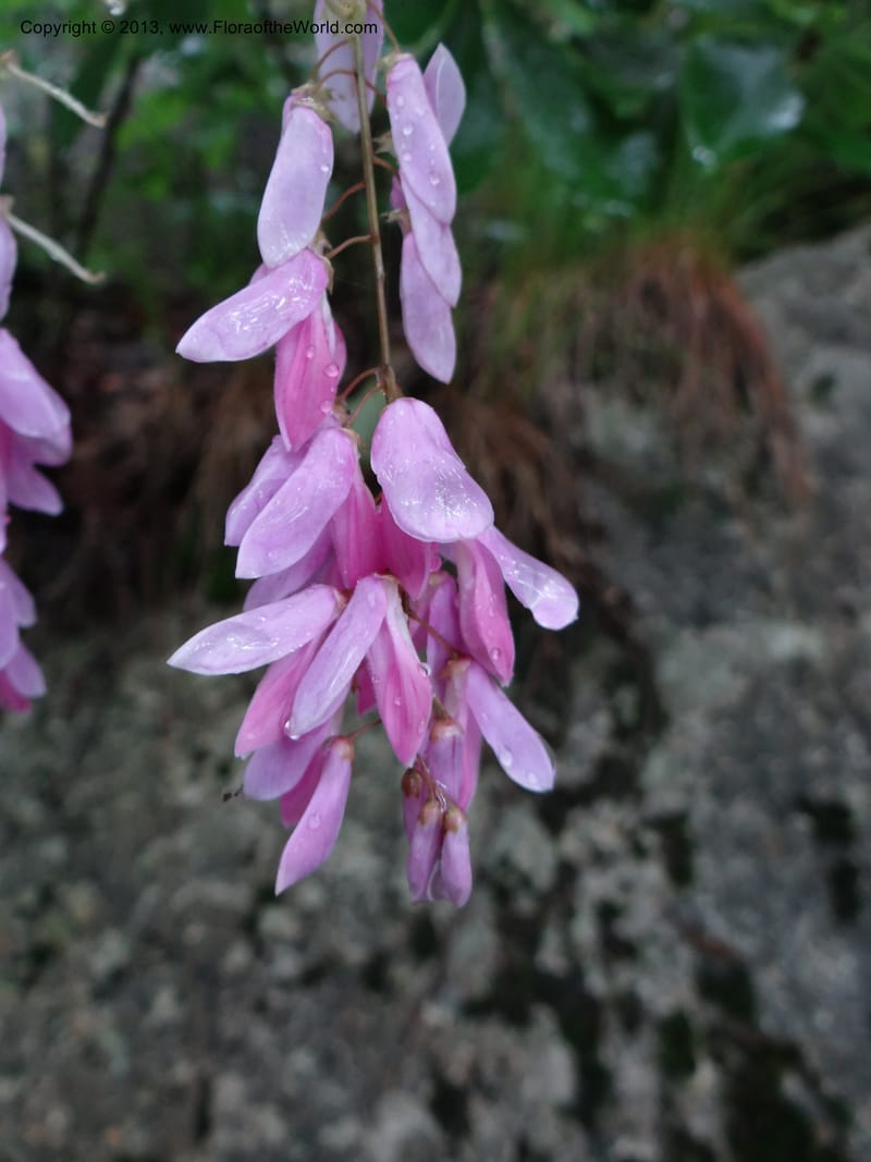 Indigofera fortunei, Davidson, C 11997--China. Zhejiang Prov. Tian Mu Shan. 2 Jun 2012. DSC01554 (234).JPG