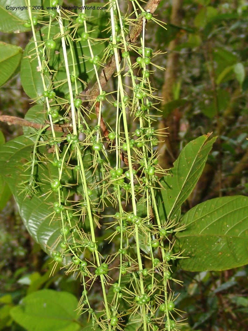 Alchornea, DNeill15916--Ecuador. Prv. Zam. Ch. C del Condor. Wawaime plot. 22 Sep 07. 473.jpg