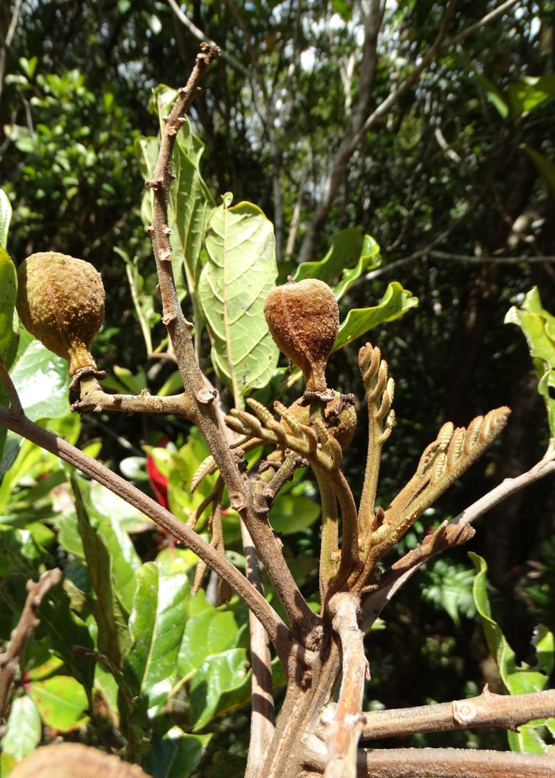 Cupaniopsis, Munzinger, J 7412--New Caledonia. Mont Dzumac. 12 Nov 2015. DSC01563 (394).JPG