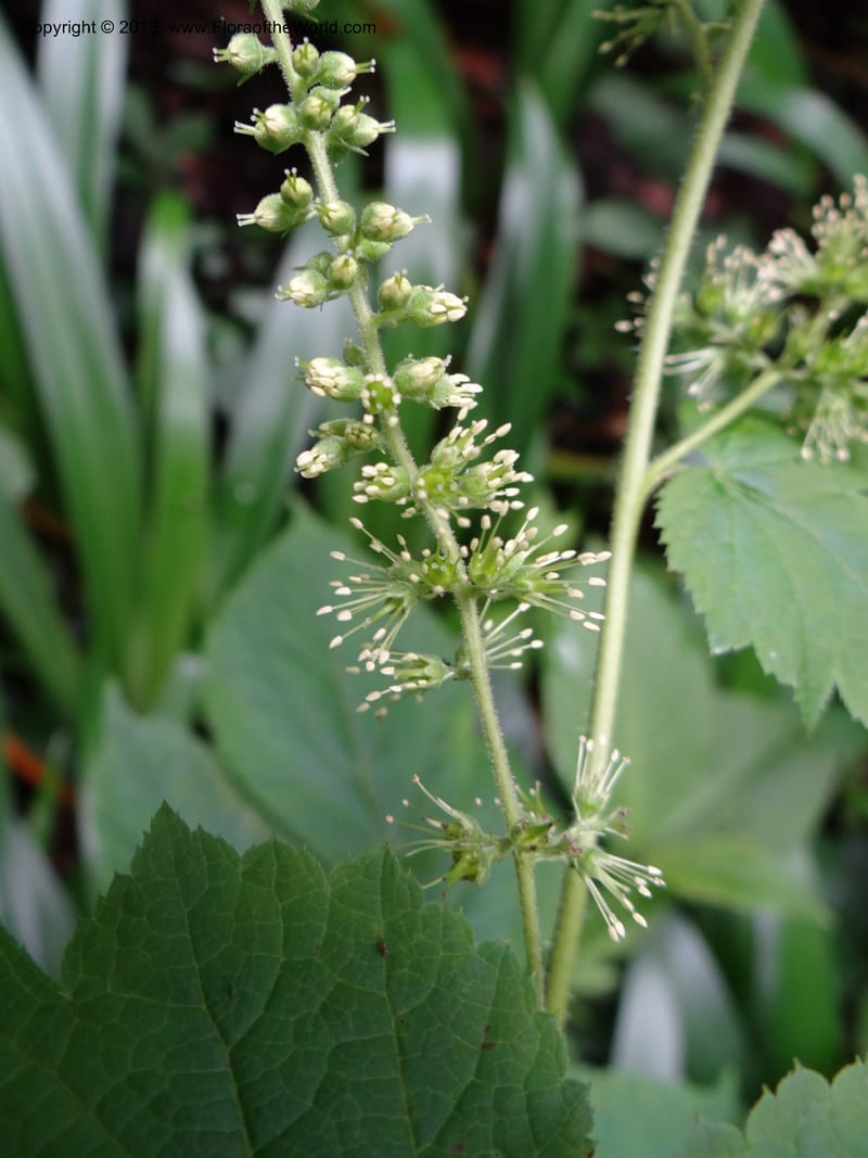 Astilbe grandis, Davidson, C 11953--China. Zhejiang Priv. Tian Mu Shan. 31 May 2012. DSC00927 (93).JPG