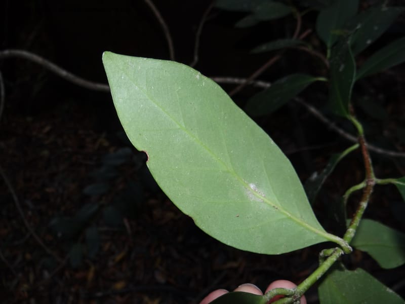 Gomortega keule, WDS 34081--Chile. Reserva Nac. Los Queules. 15 Feb 2013. DSC01158 (147).JPG