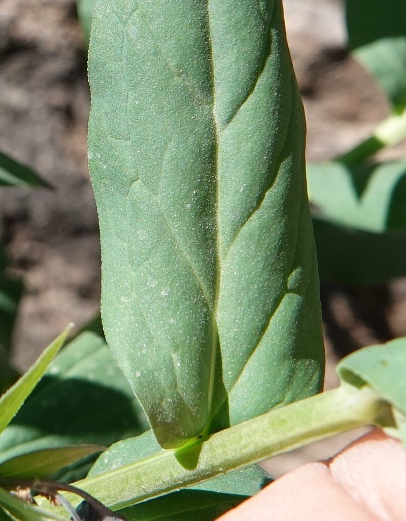 Mertensia ciliata, C. Davidson 13875--ID. Fremont Co. Sawtelle Pk. Stop 7. 30 Jul 2018. DSC08259 (13).JPG