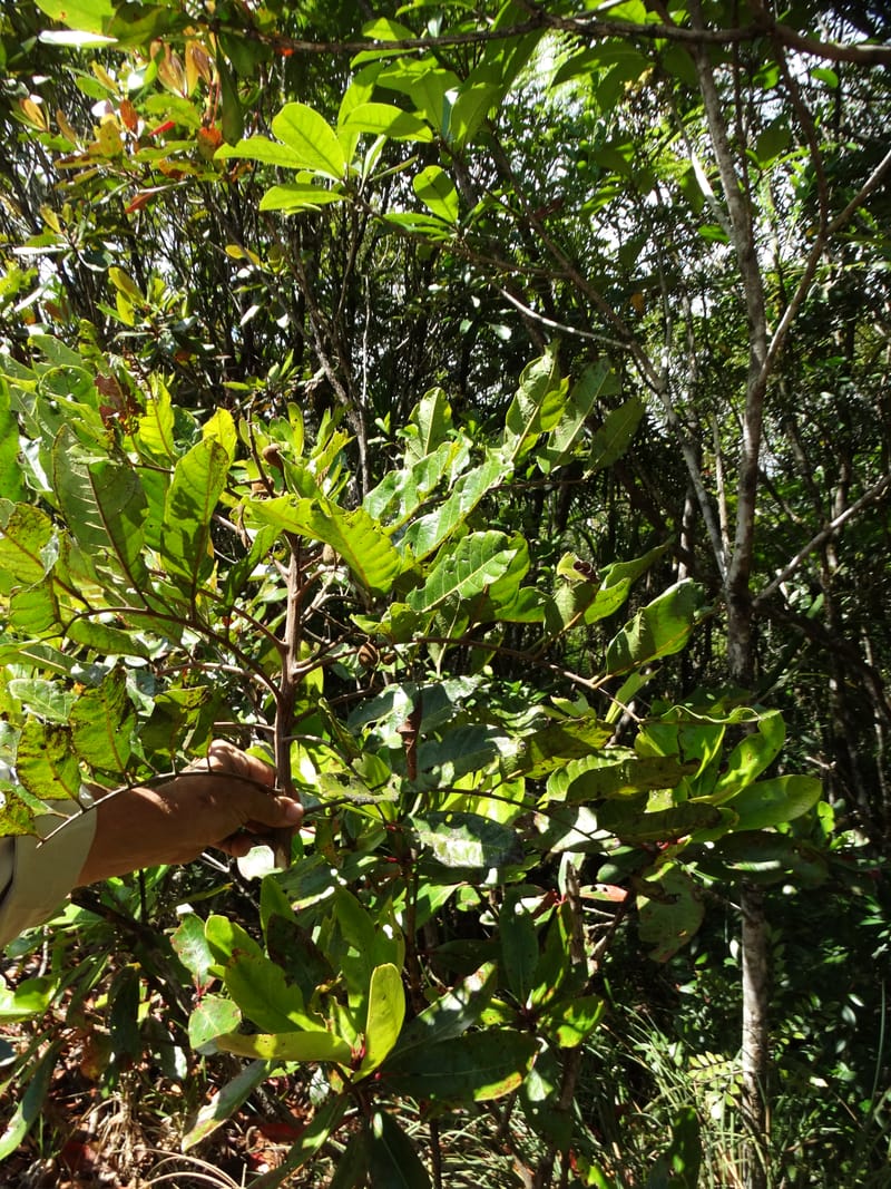Cupaniopsis, Munzinger, J 7412--New Caledonia. Mont Dzumac. 12 Nov 2015. DSC01563 (411).JPG