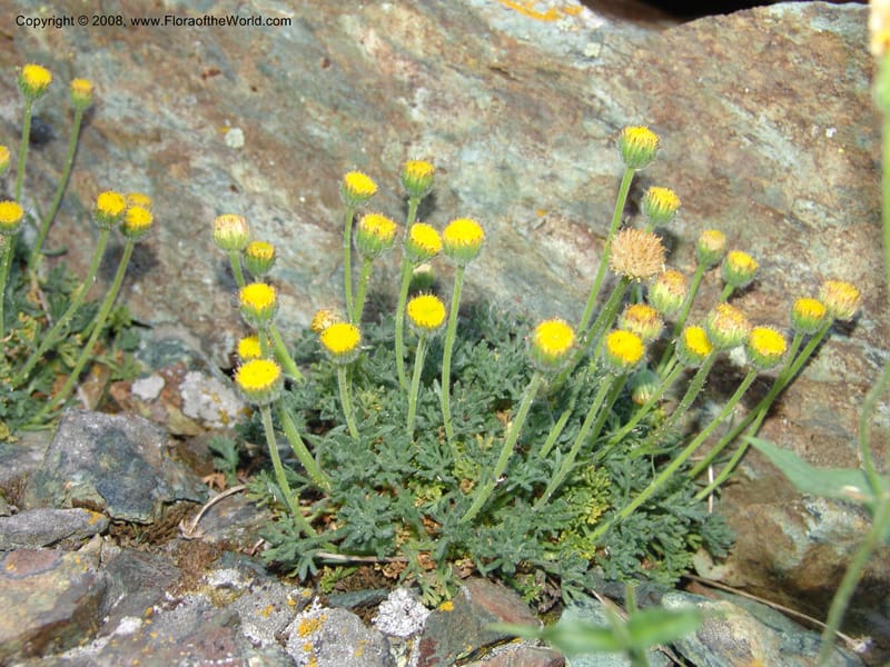 Erigeron compositus, CDavidson11126--Idaho Co. Hell's Can. Nat. Rec. Area. Heaven's Gate. 20 Jul 07. 005.jpg