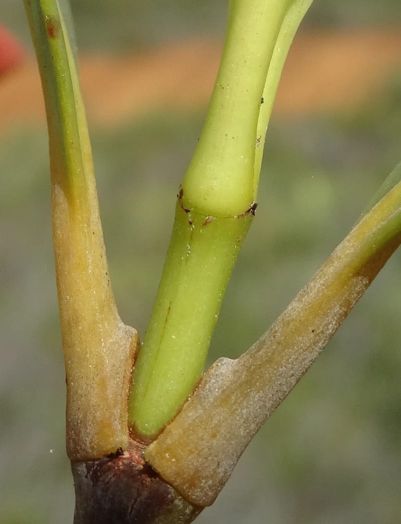 Garcinia, Munzinger, J 7454--New Caledonia. Tiebaghi. 17 Nov 2015. DSC03437 (107).JPG