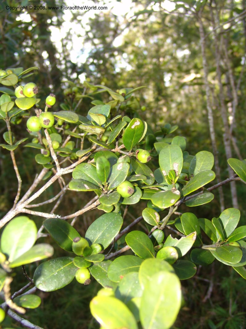Garcinia, ZRogers1204--Madag. Anjozorobe, Aire Protegee, E Antsahabe. 17 Nov 06. 285.jpg