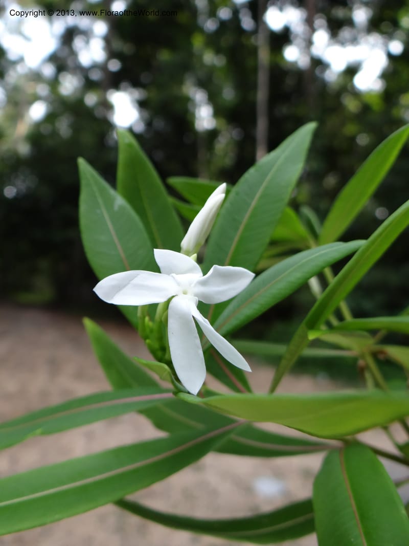 Alstonia curtisii, VC 5642--Thailand. Trang. Khao Pra Bang Kram Wildl. Sanct. 16 Nov 2012. DSC00077 (110).JPG
