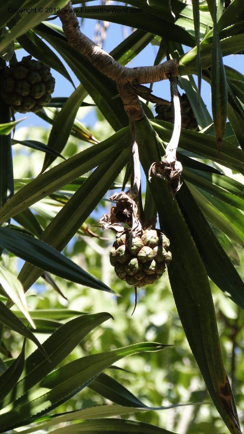 Pandanus dyckioides--Madagascar. Tsimbazaza. 30 April 2010 023 (10).jpg