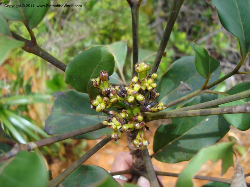 Polyscias, Lowry, P 6897--New Caledonia, Prov du Nord, Plateau de Poro, 16 ov 2007, (54).jpg