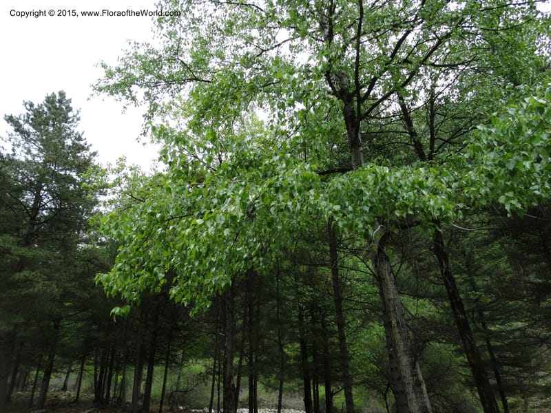 Populus, Boufford, D 43740--China. Sichuan. XinZhaZi Gou. 14 May 2014. DSC06426 (98).JPG