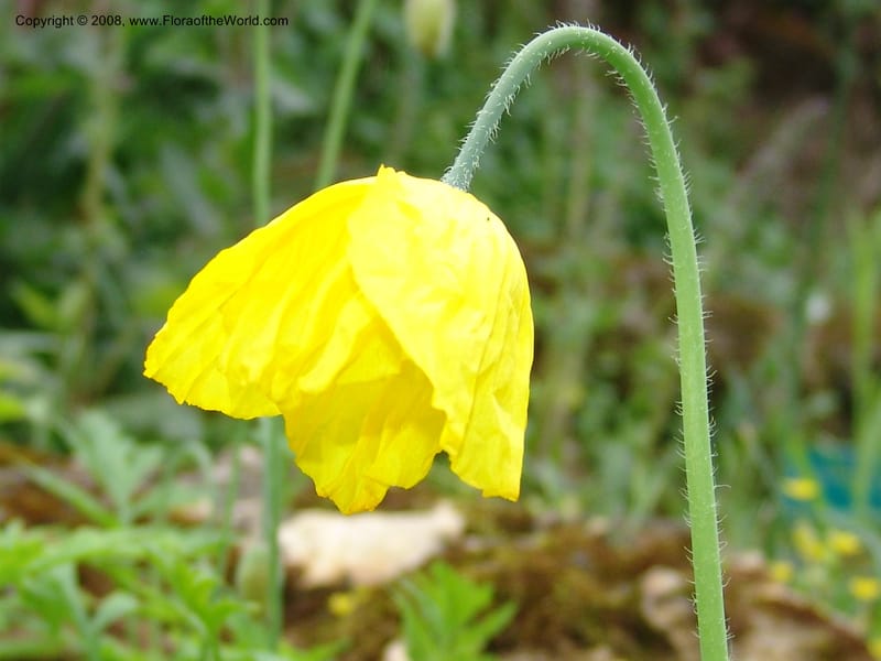 Meconopsis cambrica--France. Paris. Jardin des Plantes. 28 Apr 05. 299.jpg