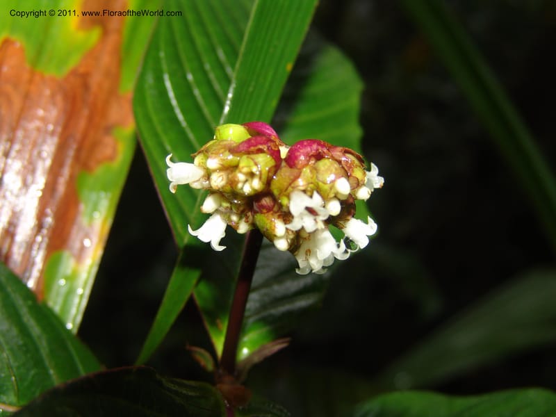 Psychotria oinochrophylla, RVasquez 31535--Peru. Prov. Oxa. Estac. Paujil. Send. El Mirador. 16 Oct 06. 305 (6).jpg