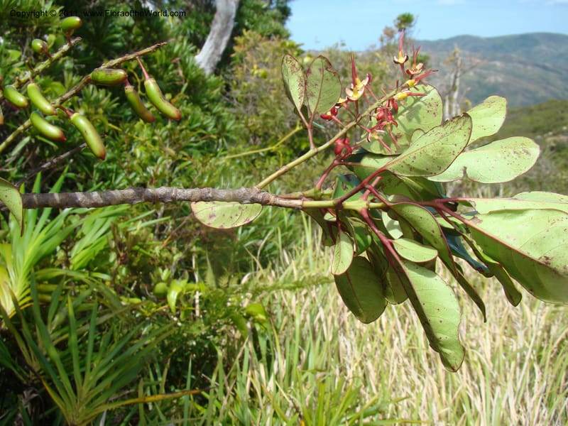 Geissois montana,  Munzinger, J 4773--New Caledonia, Prov N, Col d'Amoss,  14 Nov 2007, 051 (23).jpg