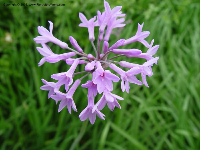 Tulbaghia simmleri--So. Africa. Durban Bot. Gard. 3 Oct 03. 099.jpg