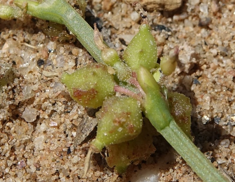 Oxygonum alatum, L. Nanyeni 1143--Namibia. B1 to Rehoboth, Frankie Fredricks St. 15 Mar 2018. DSC00565 (121).JPG
