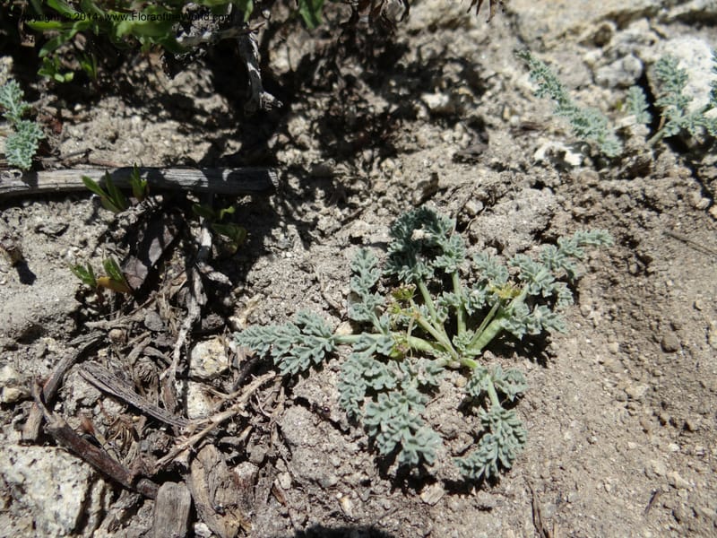 Cymopterus glaucus, Davidson, C 12196--ID. Boise Co. Scott Mtn. Lookout Road. 18 Jun 2013. DSC06609 (124).JPG