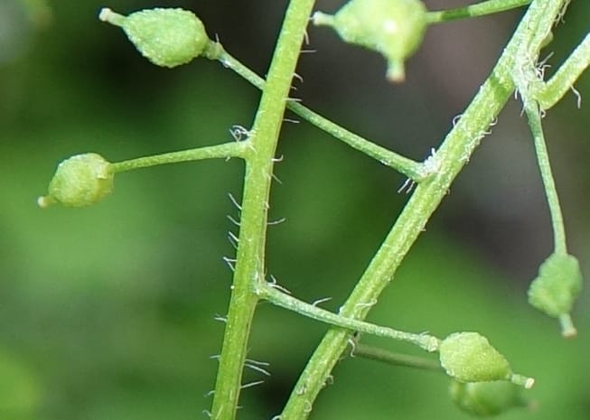 Yinshania acutangula subsp. wilsonii, C. Davidson 13755--China. Sichuan. Yibailingba-gou. 12 Aug 2017. DSC04660 (668).JPG