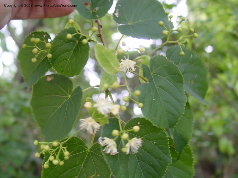 Tilia japonica--Japan. Honshu. Shiga Pref. Ibukiyama. 18 Jul 03. 043.jpg