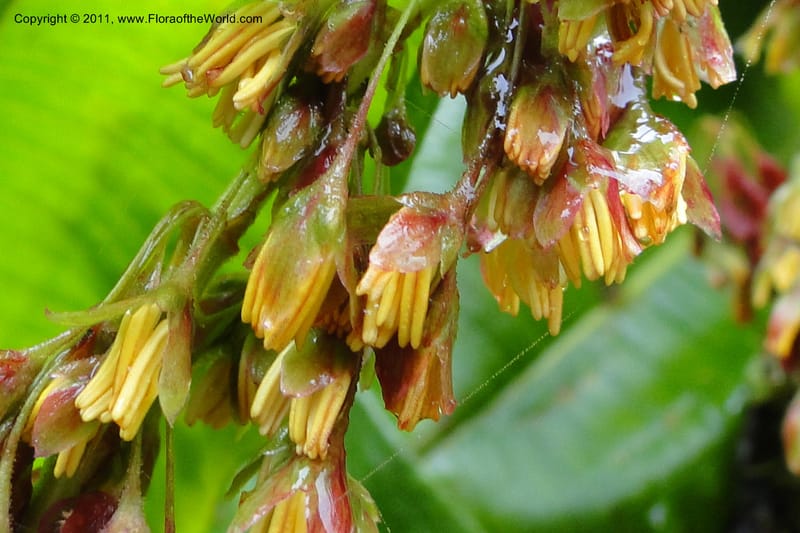 Rumex tolimensis, Ulloa 1994--Ecuador. Napo. Papallacta to Baeza. 1 Jun 2011. 376 (29).jpg