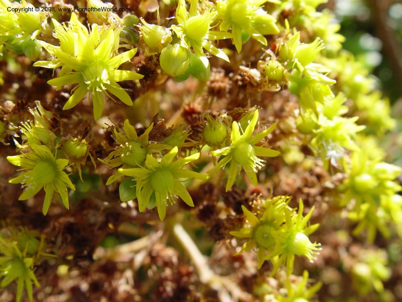 Aeonium arboreum, 1999.00087--Spain. Barcelona Botanic Garden. 19 Apr 04. 142.jpg