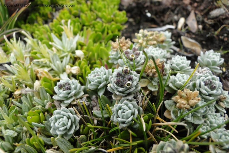 Draba, Ulloa 2022--Ecuador. Napo. Volcan Antesana. 2 Jun 2011. 063 (2).jpg