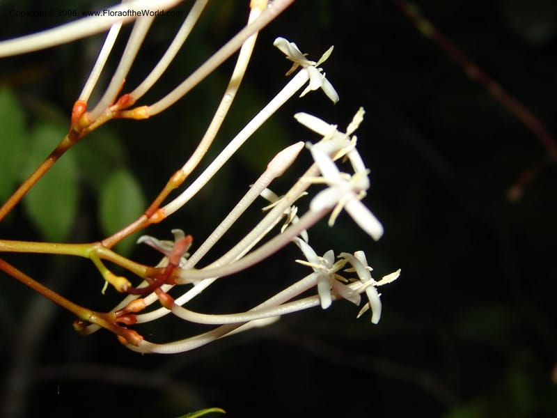 Ixora, ZRogers899--Madagascar. Prov. Toliar. Mandena Centr. Res Ecol. 19 Jan 06. 284.jpg