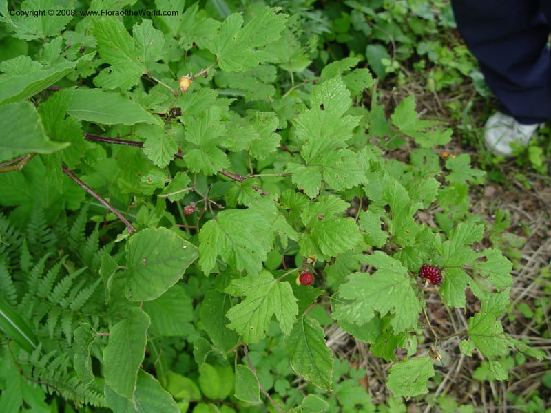 Rubus--Japan. Honshu. Shiga Pref. Ibukiyama. 18 Jul 03. 014.jpg