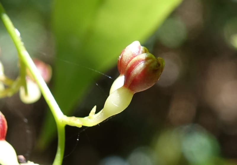 Petermannia cirrosa, Davidsonm C 13363--Australia. Qld. Springbrook N.P. Mt. Cougal Sect. 19 Oct 2016. DSC03346 (4).JPG