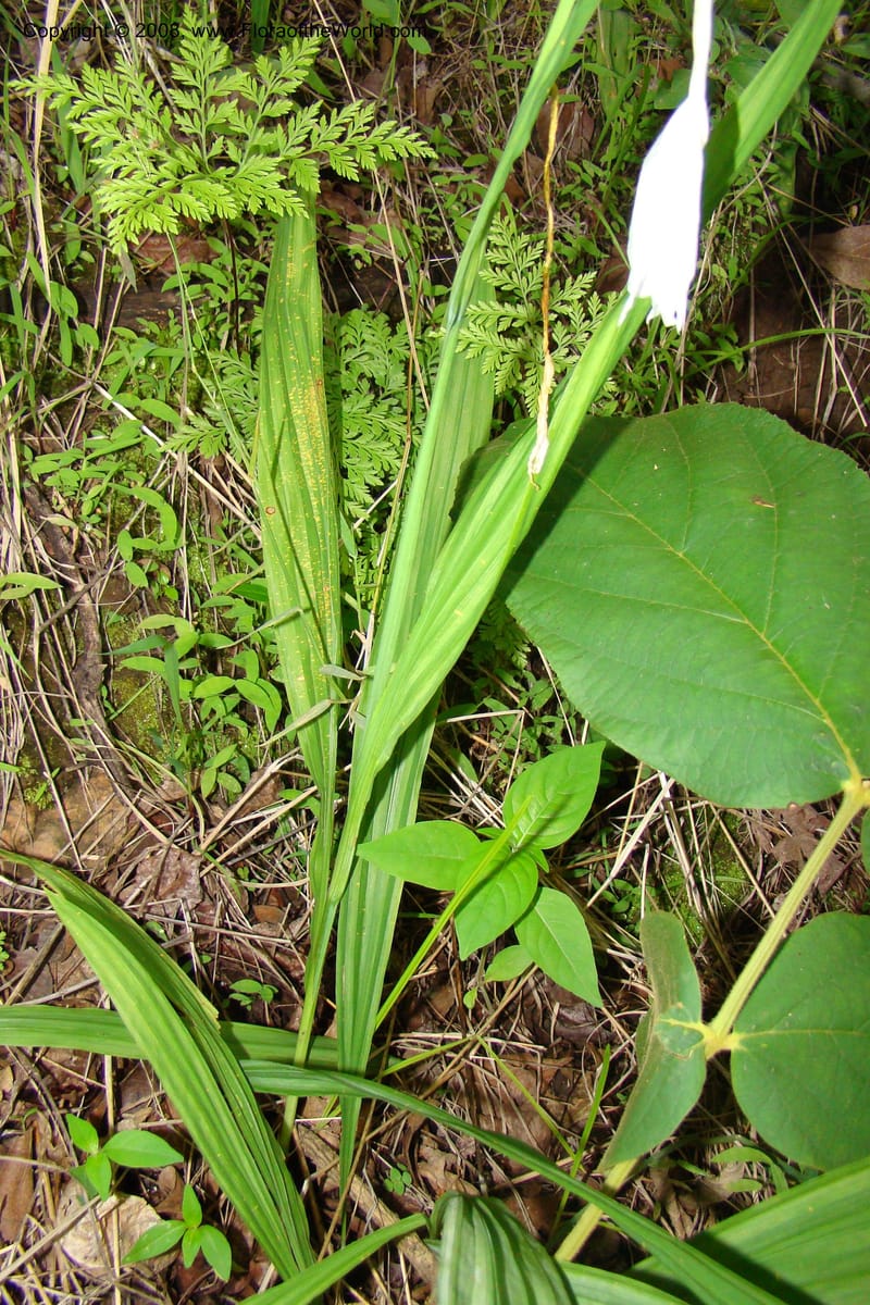 Savannosiphon euryphylla, RGereau7006--Tanz. Mbeya Rural Distr. Pungaluma Hills. 23 Jan 08. 252.jpg