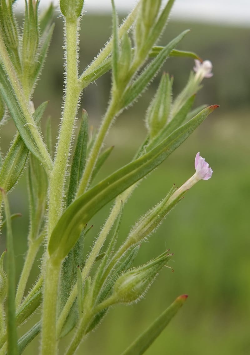 Microsteris gracilis, C. Davidson 13756--Oregon. Wallowa Co. Zumwalt.Trail Cr. Rd. 4 Jun 2018. DSC04078 (241).JPG