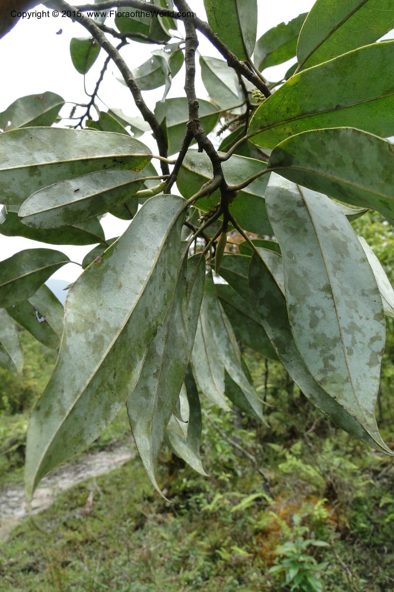 Michelia, Regalado 1803--Viet Nam. Trail to Siu Chai Commune. 5 May 2011. 211 (7).jpg