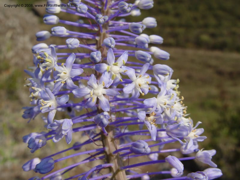 Scilla natalensis [Merwilla plumbea]--So. Africa. Drakensberg Mts. Giant's Castle. 4 Oct 03. 008.jpg