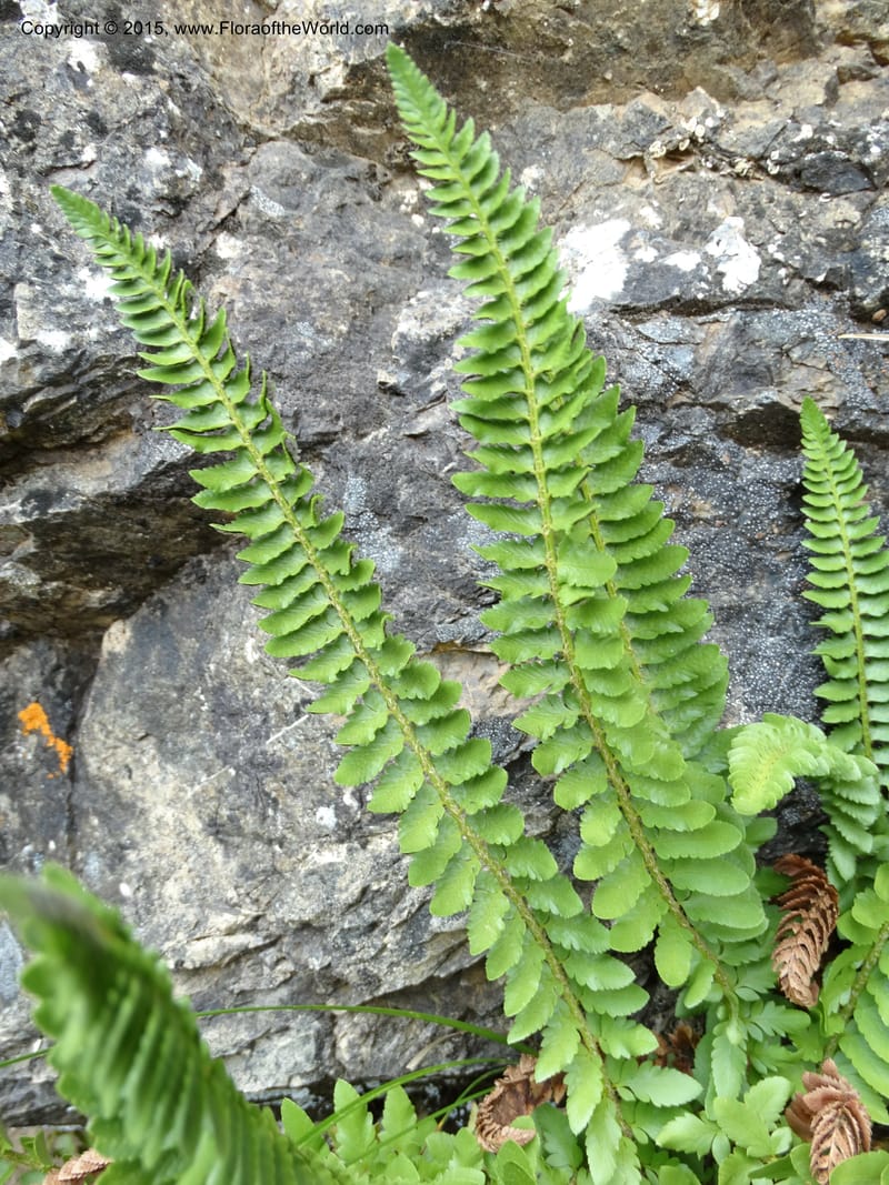 Polystichum scopulinum, Davidson, C 12631--ID. Idaho Co. Seven Devils Campground. 11 Aug 2014. DSC00412 (44).JPG