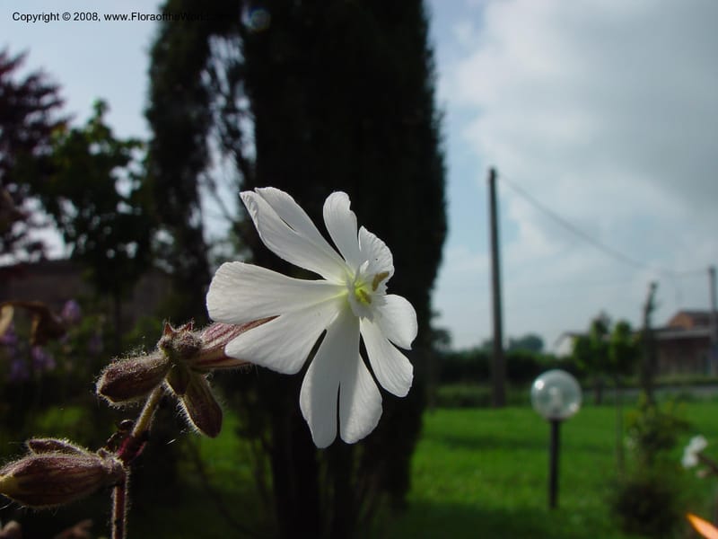 Silene alba--Italy. Tuscany. Bettolle. Hotel Forum. 14 May 02.  008.jpg