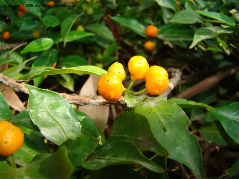 Morinda jasminoides--Australia. Royal Botanic Garden, Melbourne. 19-20 Mch 08. 024.jpg