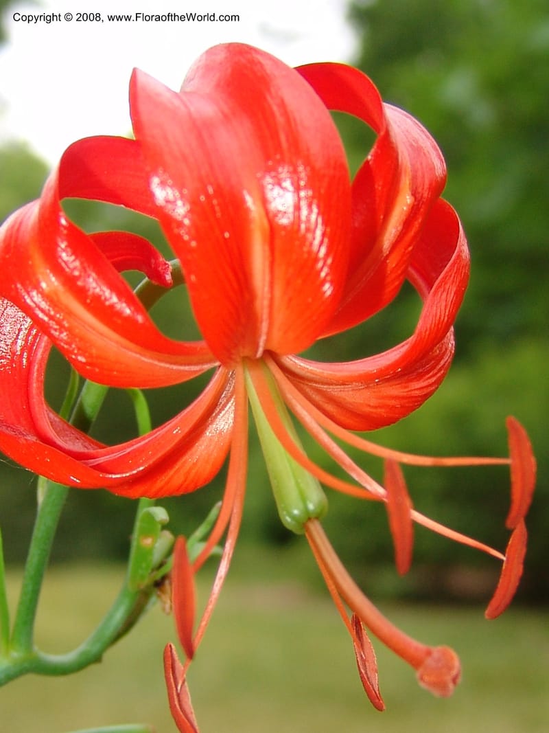 Lilium pumilum--IL. Chicago. Morton Arboretum. 1 Jul 05. 060.jpg