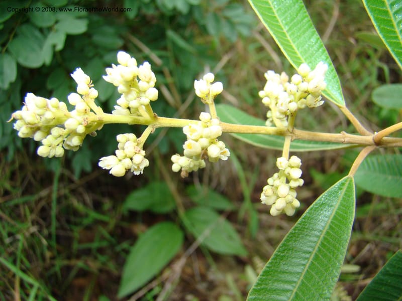 Ozoroa insignis ssp reticulata, RGereau7042--Tanz. Mbeya Rural Distr. Utengule Coffee Lodge. 26 Jan 08. 110.jpg