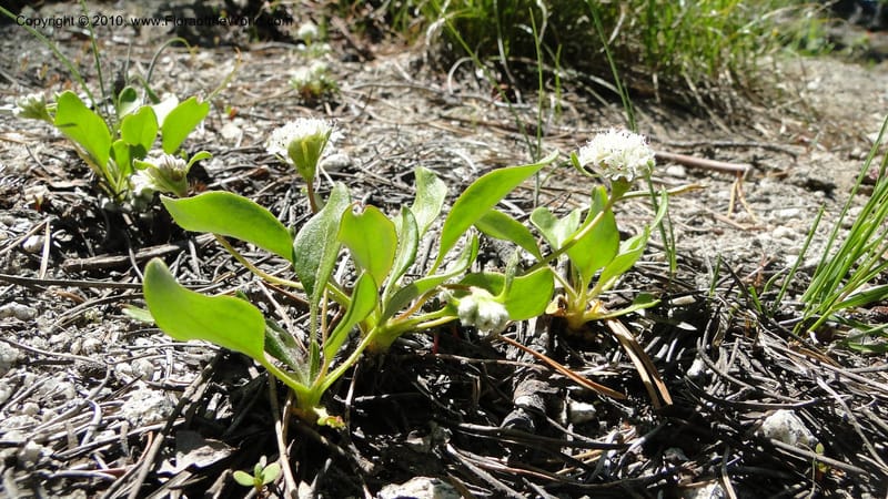 Eriogonum pyrolaeifolium var coryphaeum, C. Davidson 11759--ID. Valley Co. Road to Gold Fork Looklout. 16 July 2010. 109 (2).jpg