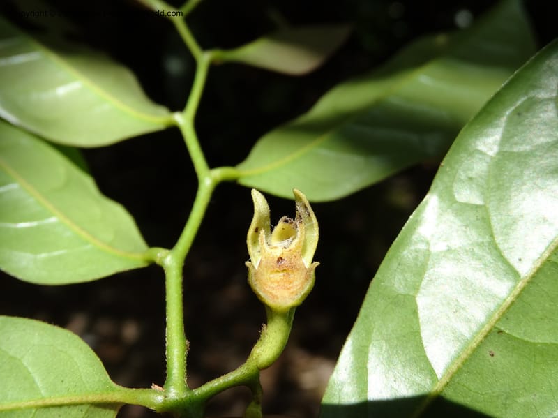 Artabotrys, Davidson, C 12924--Sabah. Kinabalu Nat. Park. Bundu Tuhan View Trail. 28 Mar 2015. DSC00951 (245).JPG