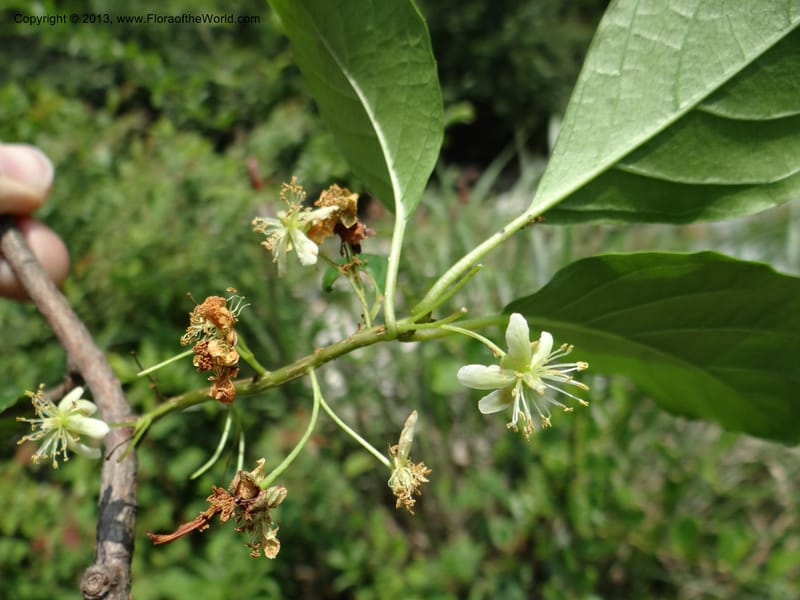 Actinidia callosa var. discolor, Li Pan 1205270--China. Zhejiang Prov. Shunxi Village. 28 May 2012. DSC00347 (95).JPG