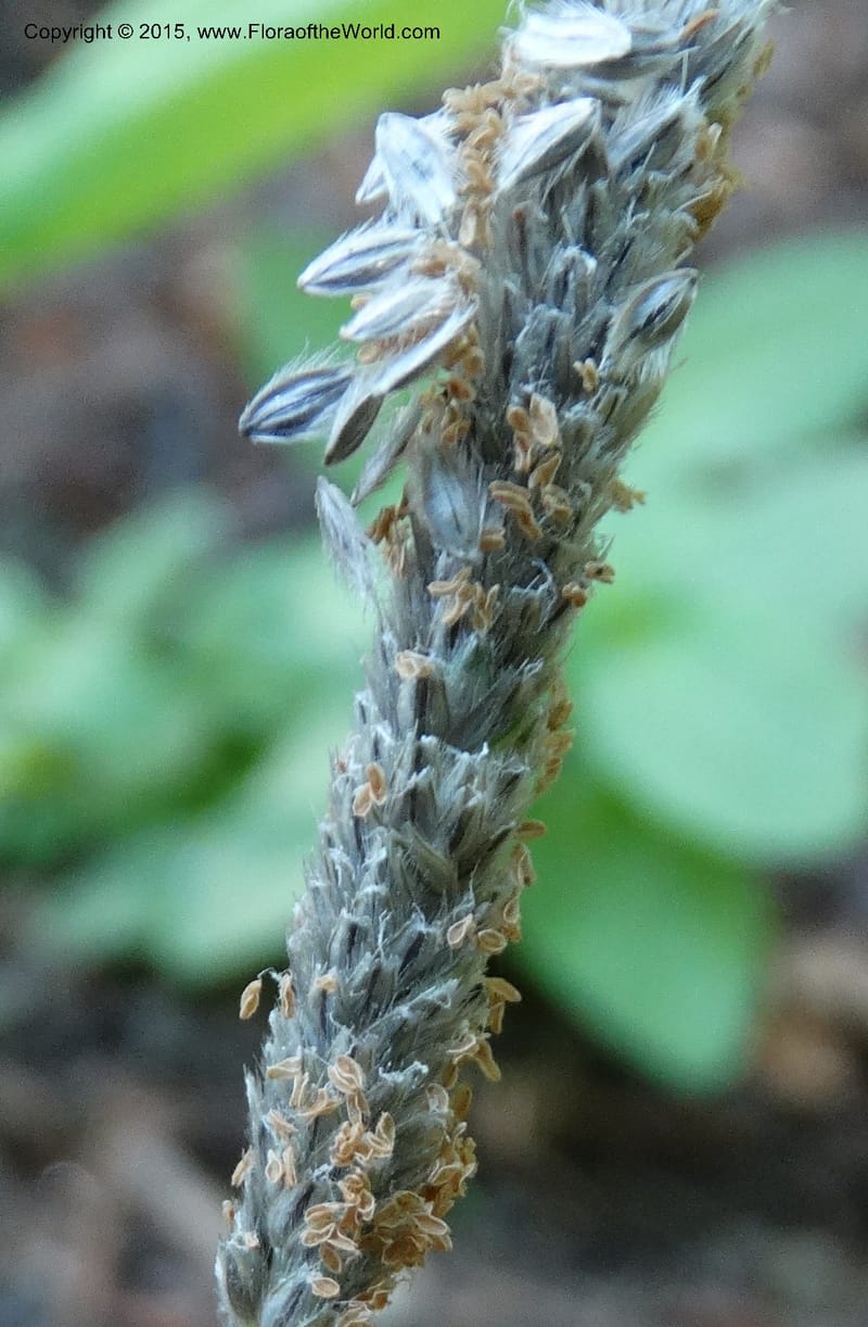 Alopecurus aequalis, Davidson, C 12610--Idaho. Valley Co. Payette Lake. Sylvan Cr. 20 Jul 2014. DSC00669 (108).JPG
