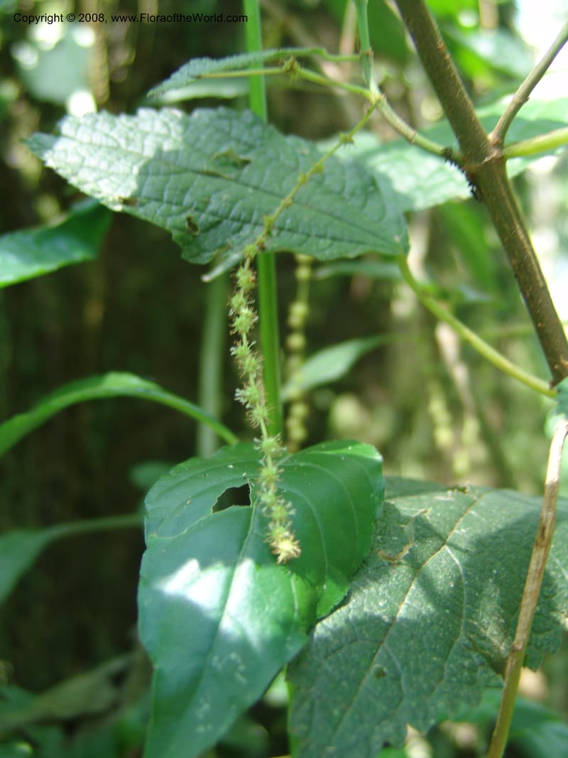 Boehmeria macrophylla--Kenya. Kakamega Forest. 8 Jul 04. 149.jpg