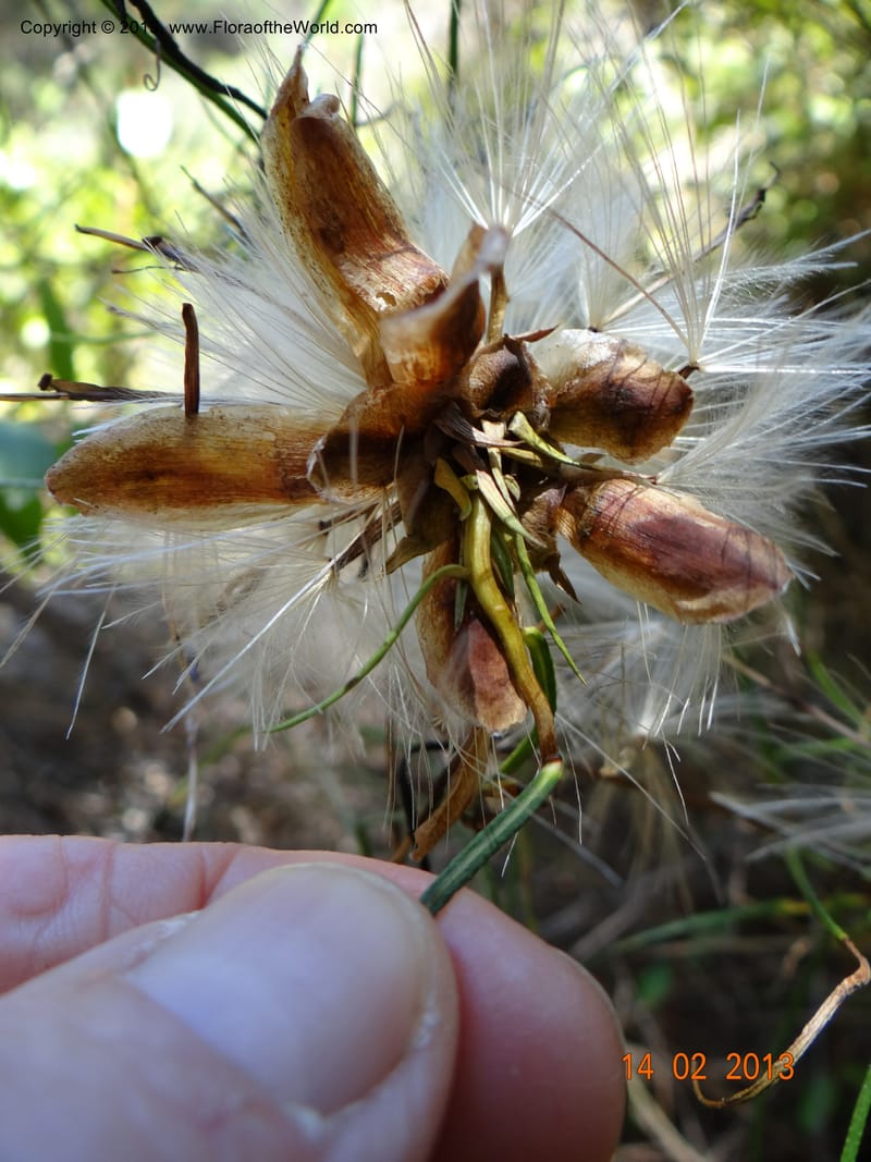 Mutisia subulata, W. D. Stevens 34061--Chile, Reserva Tanume, 14 Feb 2013  7924 (4).JPG