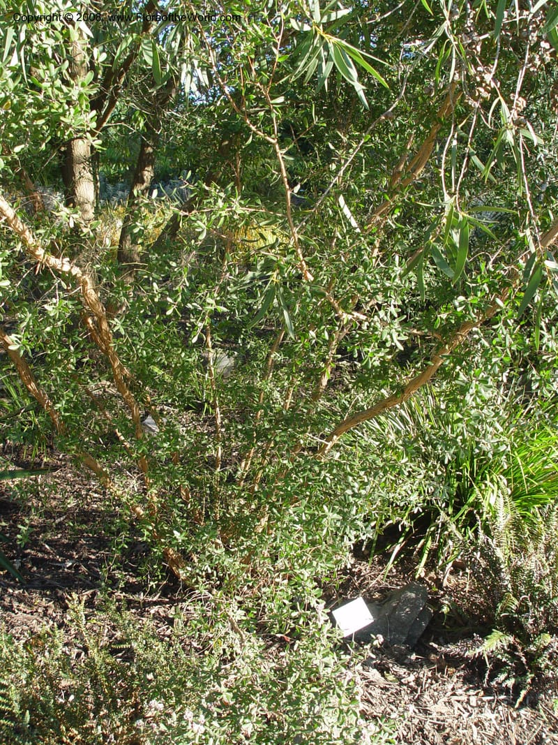 Kunzea baxteri, 76.0035--CA. UC Berkeley Bot. Gard. 10 Feb 04. 170.jpg