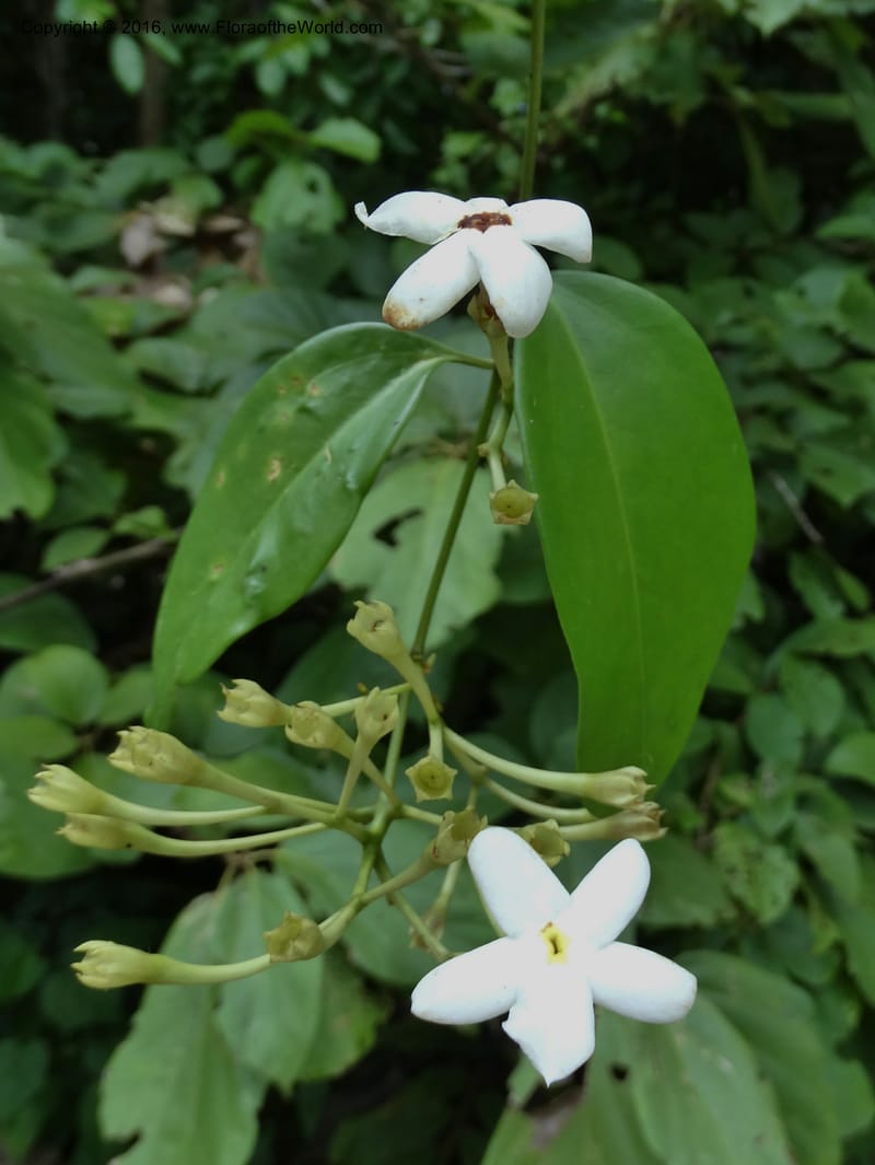 Jasminum, Davidson, C 12689--Sabah. Danum Valley RF Lodge. 5 Oct 2014. DSC02220 (275).JPG