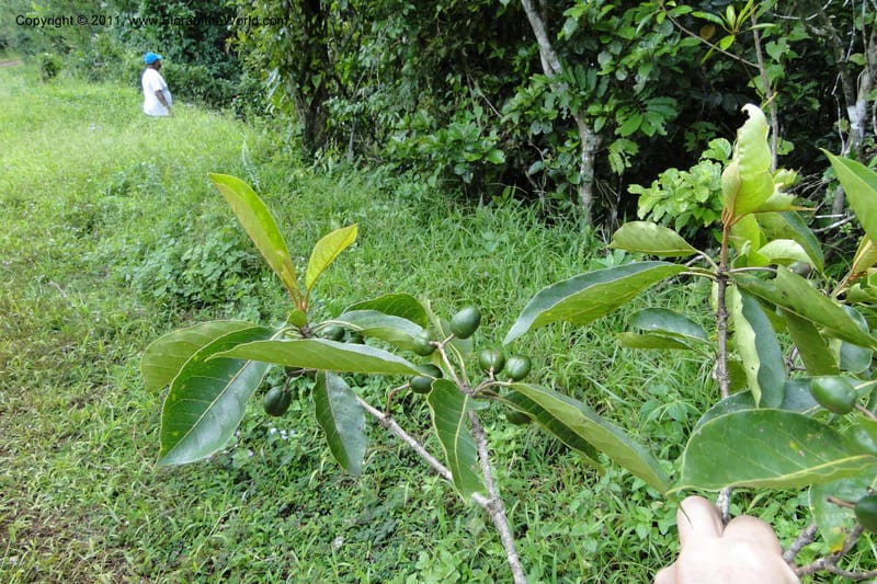 Pittosporum, J. Munzinger 6513--Fiji. Nadarivatu Nature Reserve. 10 Feb 2011. 026 (280).jpg