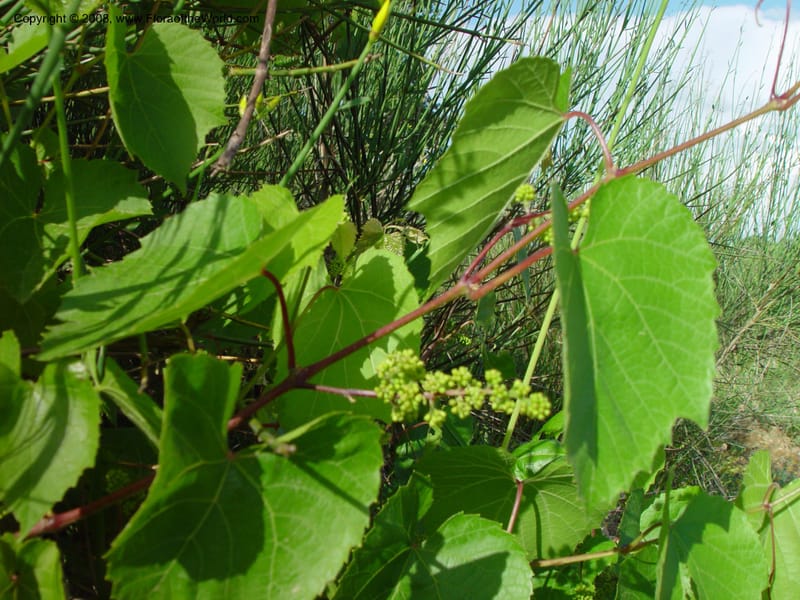 Vitis vinifera--Italy. Tuscany. Ris. Nat. Basso Merse. 20 May 03. 150.jpg